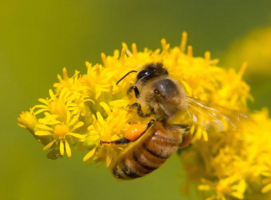 🐝 Preparing for Winter at Home — Like the Honeybees