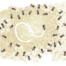 ๐ Honeybee Fact Friday ๐