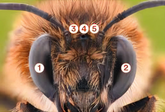 🐝 Honeybee Fact Friday 🐝