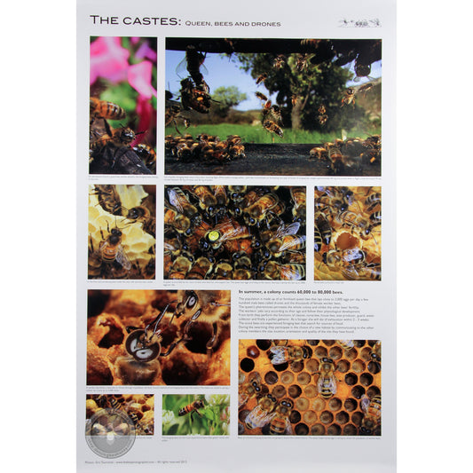 Beekeeping Poster | Set of 5