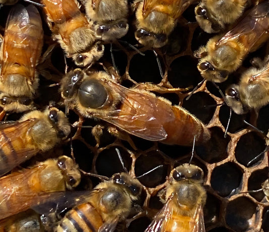 PolLine Mated Queens (Local Pickup only Wamego Kansas 4-3-2026)